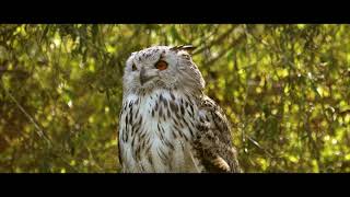 Free Amazing Nature Videos from Pixabay