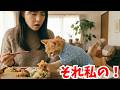 からあげを盗む猫がかわいくて憎めない　　A cat who steals fried chicken is so cute you can’t hate it.