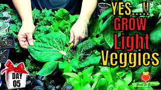 Limitless! Veggies INDOOR Gardening with Grow LIGHTS!  - and it's DAY FIVE of our 31 Days of Giving!