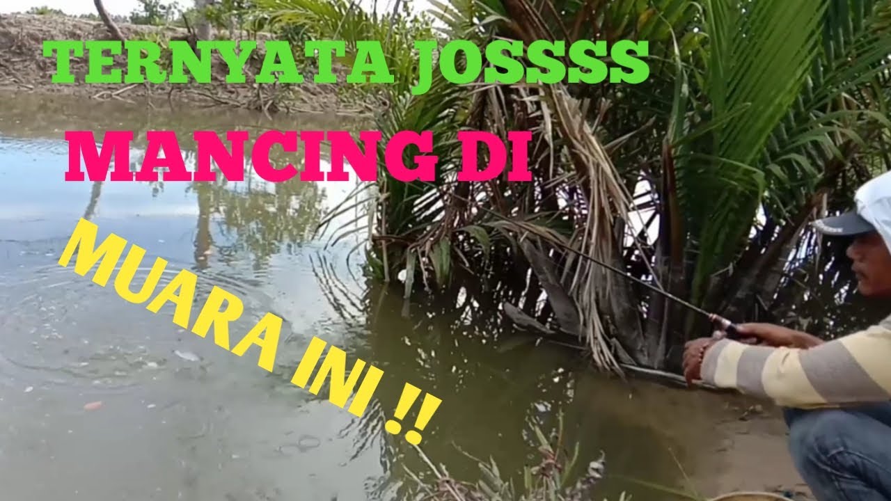 CARA MANCING IKAN BELANAK PAKAI UMPAN LUMUT BIAR CEPAT DAPAT
