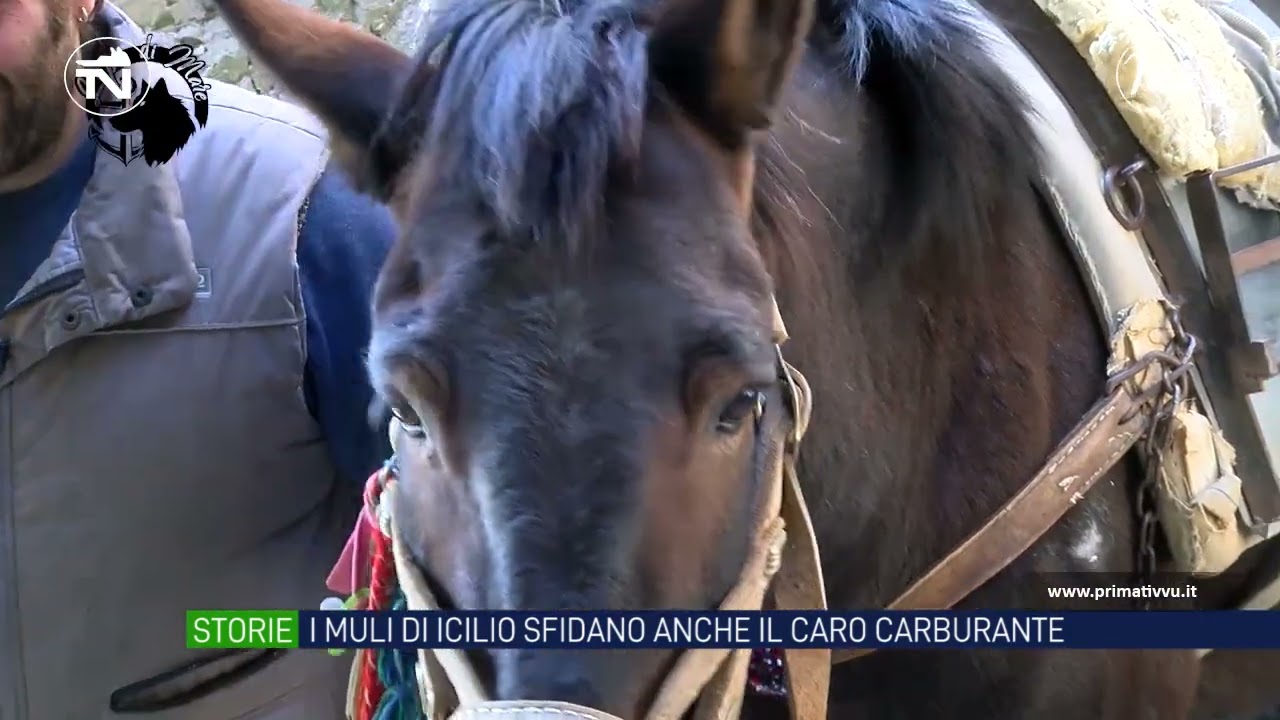Trasporti a 4 zampe. I muli di Icilio sfidano anche il caro carburante