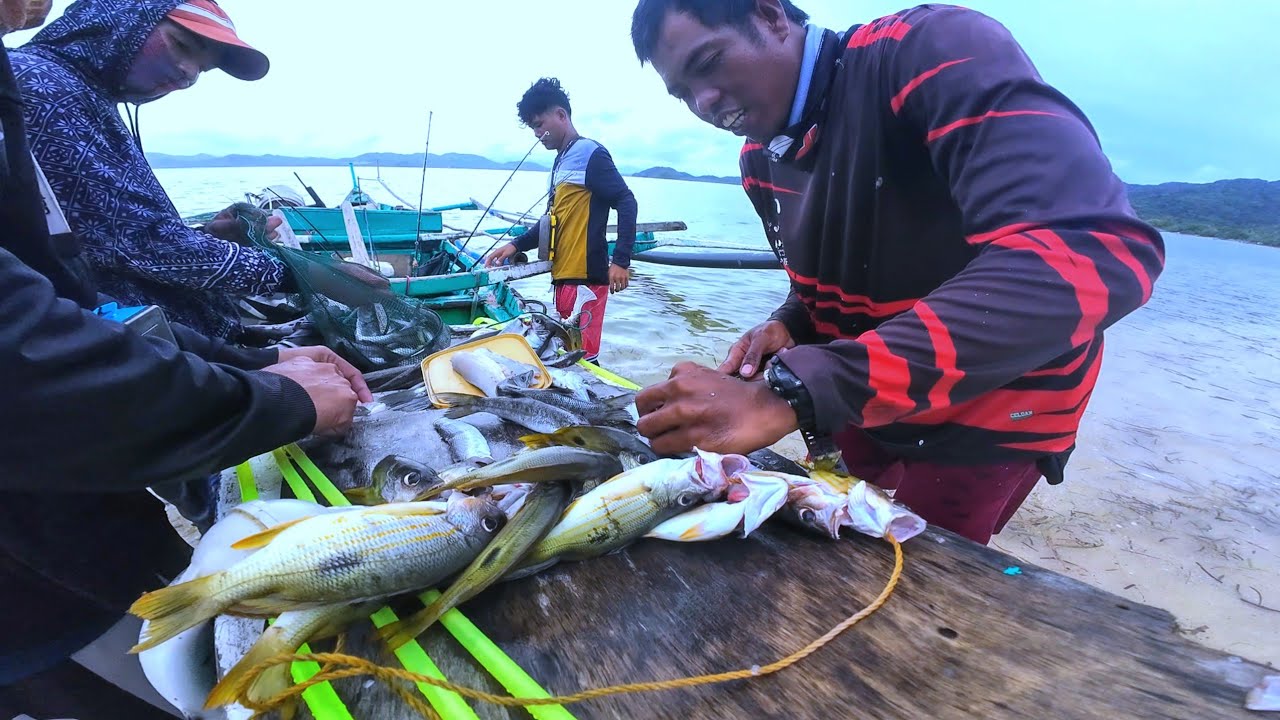 HARVEST NA NAMAN KINILAW BA BARACUDA