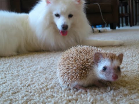 Dog meets Hedgehog