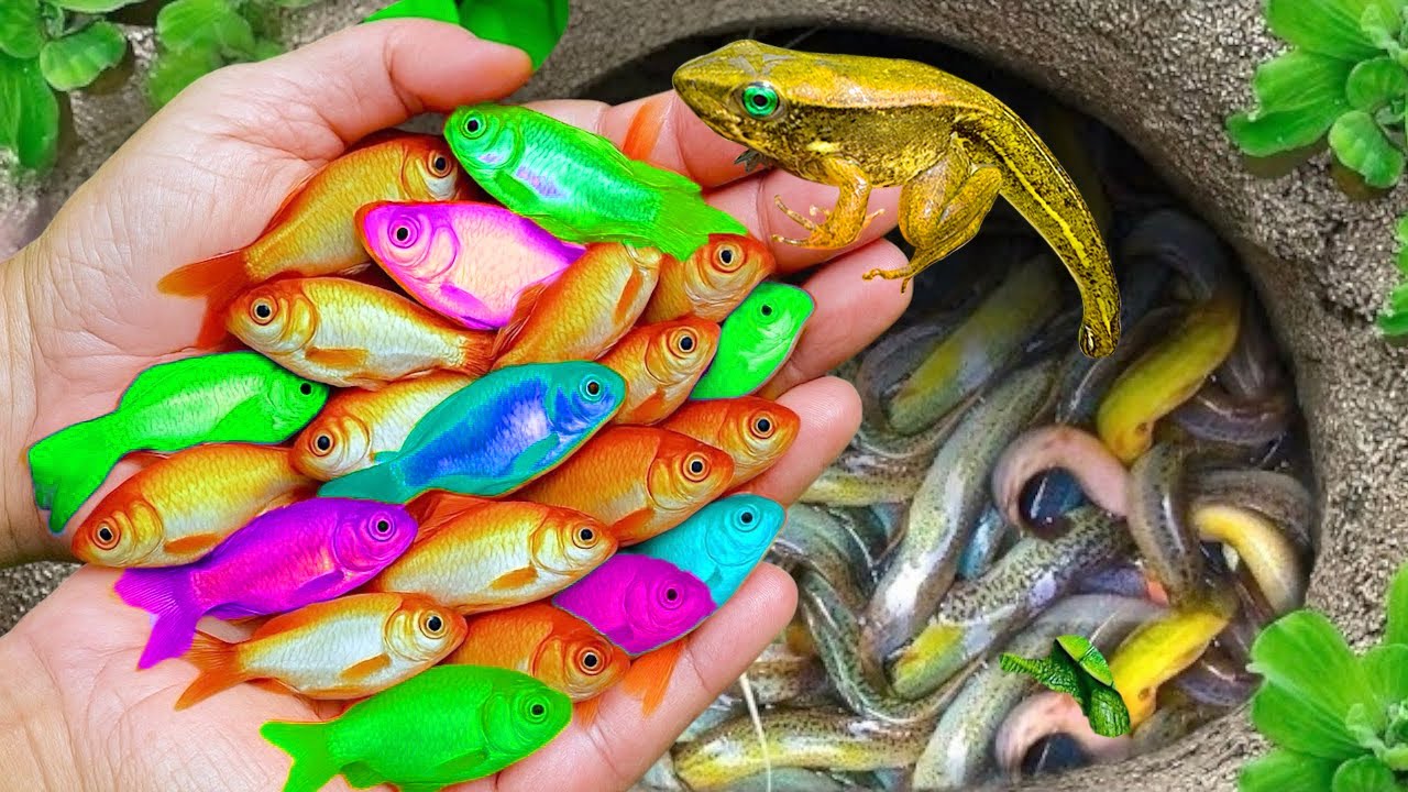 Catch beautiful aquarium fish in small pond baby turtles, eels, red guppies, cute fish, tadpoles