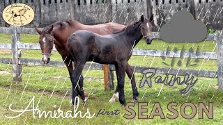 Arabian horses in a rainy country | Amirah´s first rainy season in Thailand 🐴☔️🇹🇭