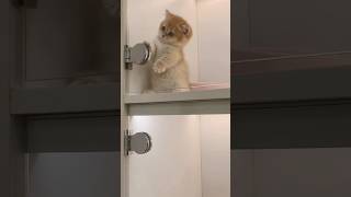 Tiny Babies😘❤️ #kitten #kittens #cats #cat #catshorts #catvideos #meow #shorts #shortvideo #yt