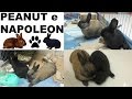 Os Meus Animais: Peanut e Napoleon!