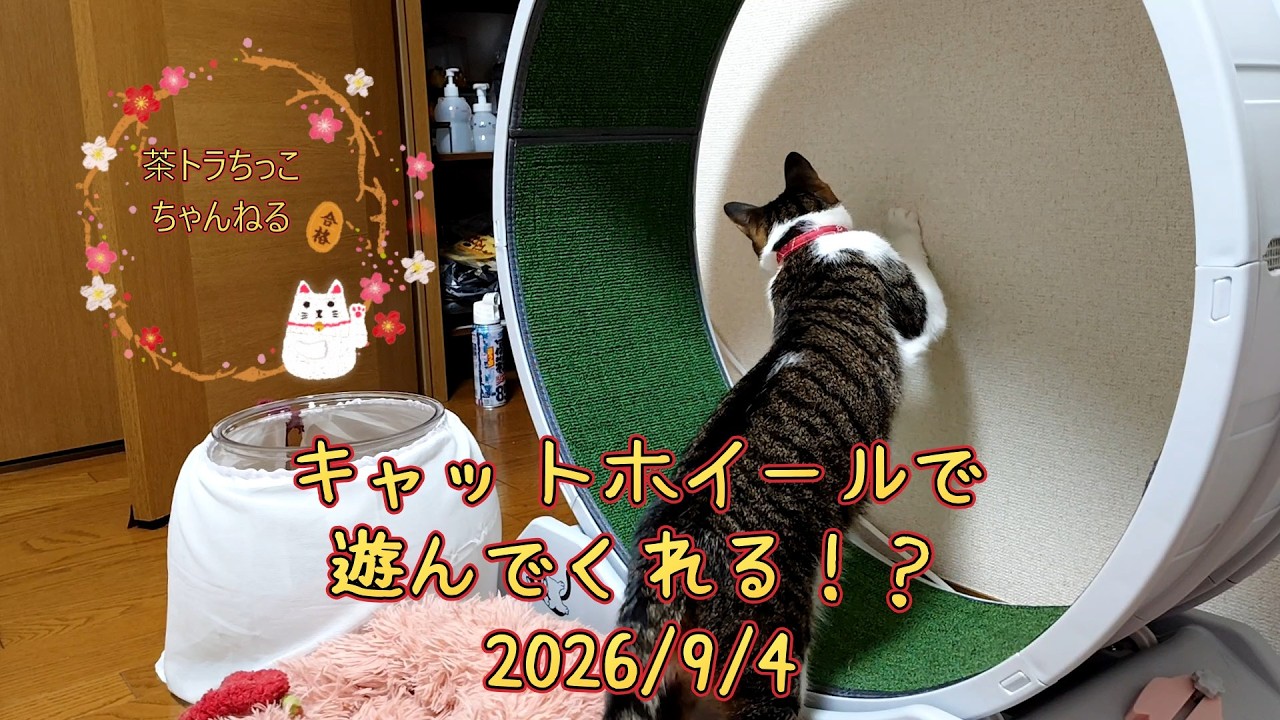 キャットホイールで遊んでほしい！＃cat＃cute＃cutecat＃बिल्ली