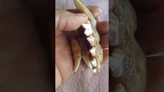 របស់ល្អដែលខ្ញុំសន្សំទុក្ខម្ដងៗមួយបាទ។(0976531286)0965996343)