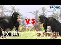 Gorilla vs Chimpanzee | Beast Face-off [S4E11] | SPORE