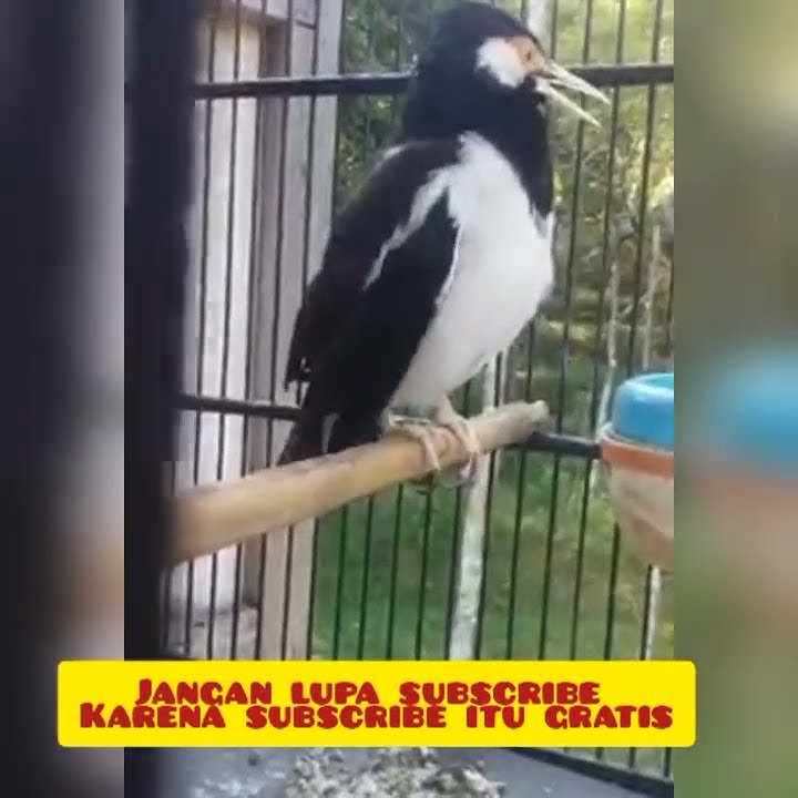 jalak uren betina, birahi kawin