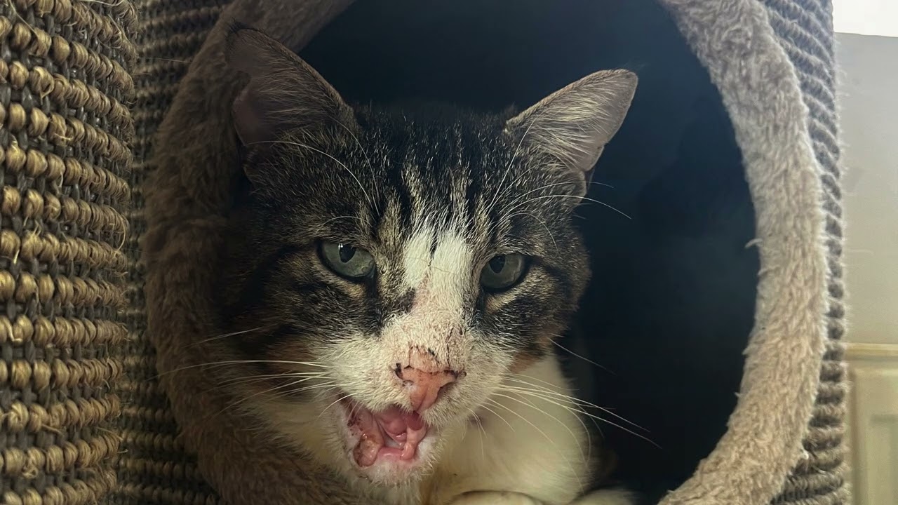 Frisco's The Rescue Cat in Greece - News April