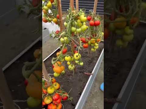 Томат Кабанчик F1 #семена #сад #огород