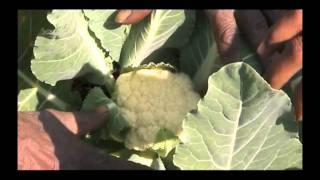 Cultivation of Cauliflower Hindi Access Madhyapradesh
