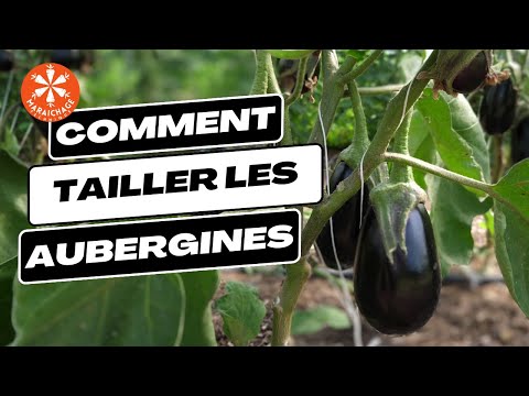How to prune eggplants [TUTORIAL]