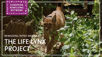 European Rewilding Network | Rewilding Intro | LIFE Lynx