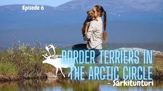 Särkitunturi  Border Terriers In The Arctic Circle