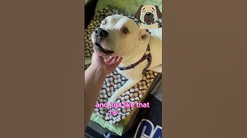 Thumbnail of This Blind Dog Couldn't See or Hear. Until He Smelled His Owner 💔🐶" #DogLove #dogshorts