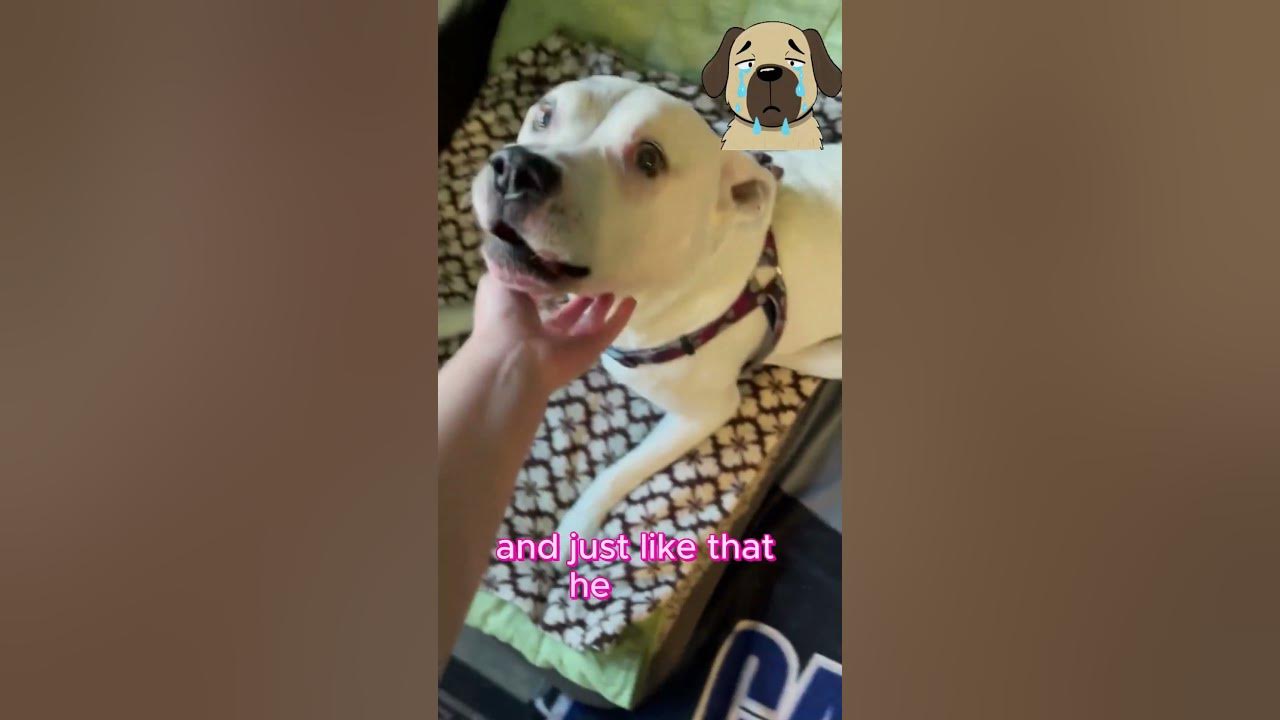 This Blind Dog Couldn't See or Hear. Until He Smelled His Owner 💔🐶" #DogLove #dogshorts