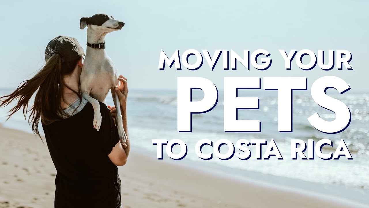 Moving Pets to Costa Rica The cost and process to move Patrick's dogs