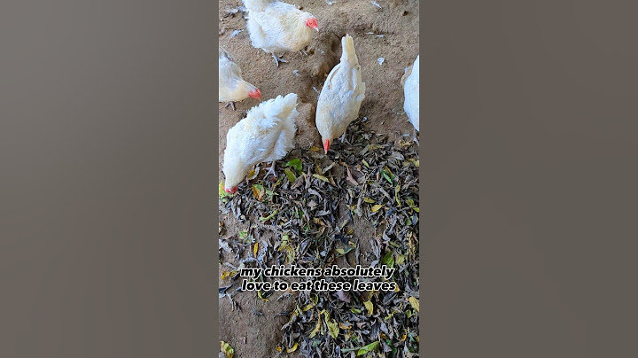 Windy Fall Day Experiment With The Chickens!!