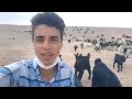 تصنیف برف پیری با صدای یک پسر چوپان خوش صدا تصنیف برف پیری با صدای یک پسر چوپان خوش صدا