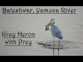 Grey Heron With Prey | Bateshwar | Yamuna River | Heron Eating Fish