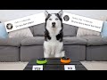 My Husky Answers Fans Most Asked Questions!