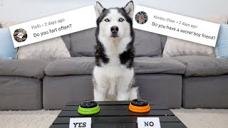 My Husky Answers Fans Most Asked Questions!