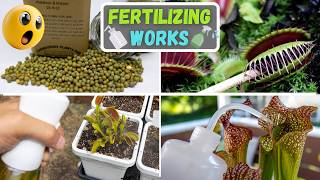 How To Fertilize Carnivorous Plants 🌱 Stop Being Afraid Of Fertilizing💦
