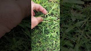 Césped de INVIERNO vs césped de VERANO ☘️🌱 #cesped #jardin #plantas #modoagronomo