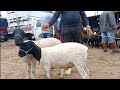 Feira de Cabras e Ovelhas em Campina Grande-PB neném Nossas Coisas