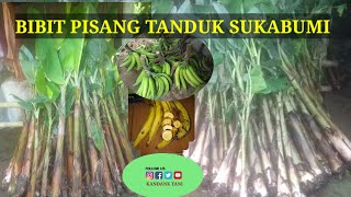 JUAL BIBIT PISANG TANDUK SUPER SUKABUMI