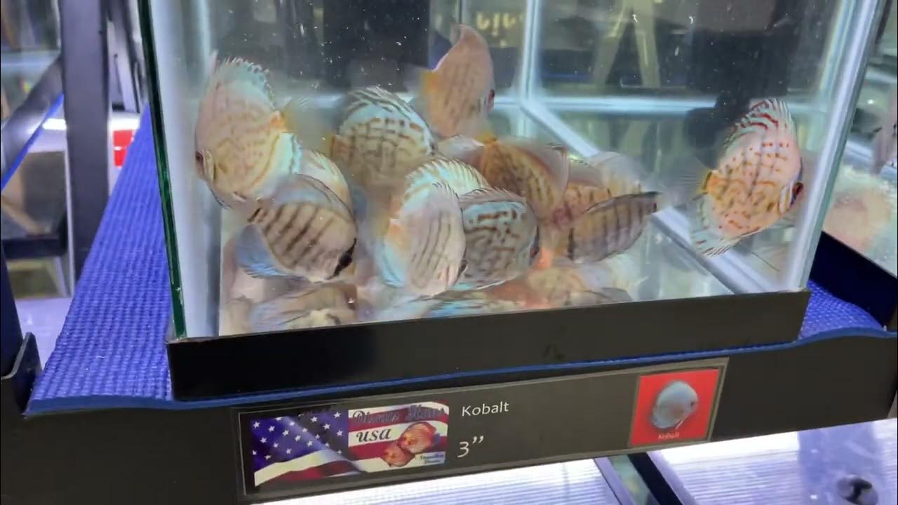 Discus Hans USA new facility at Super Cichlids in Dover, Delaware YouTube