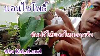 บอนไซโพธิ์,ตัดปลีให้ยอดออก @KaLaLand Ep