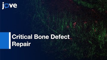 Visualizing Angiogenesis: Genetically Modified 3D-PLGA/nHAp Scaffold l Protocol Preview