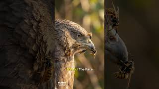 The Wasp Hunter: Inside the Honey Buzzard’s Deadly Strategy  #wildlife  #animals #nature #shorts