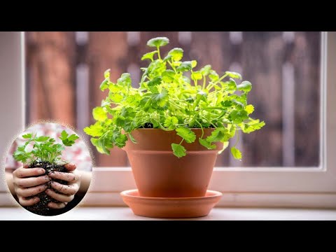 Video: Mga Tip Para sa Pagpapalaki ng Cilantro Herbs sa Loob