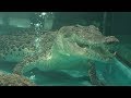 イリエワニ の食事の時間 (NIFREL ニフレル) 2018年12月18日