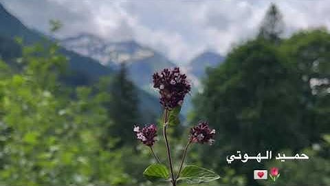 سورة المؤمنون - حميد الهوتي 2025