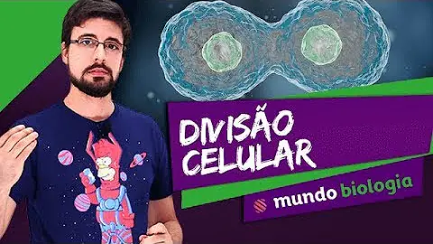 Quais as etapas em que está dividido o processo de divisão celular mitose?
