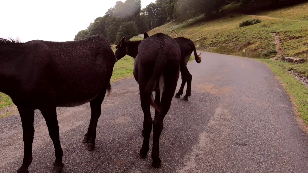 Cycling La Hourquette d'Ancizan in Hautes-Pyrénées, France