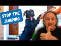 How to stop my dog from jumping on people and counter surf How to stop my dog from jumping on people and counter surf