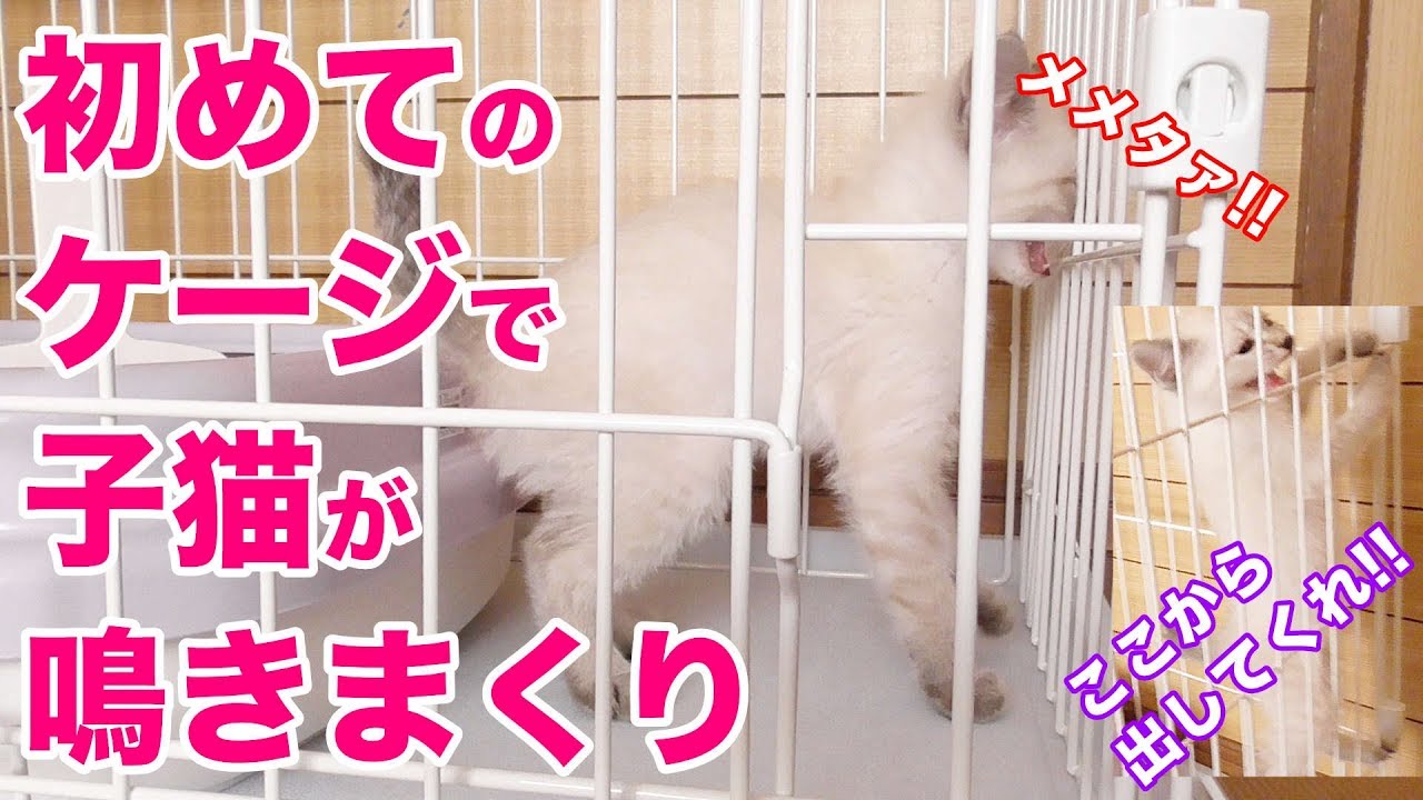 初日 子猫がケージで鳴きまくる Kitten In A Cage Youtube