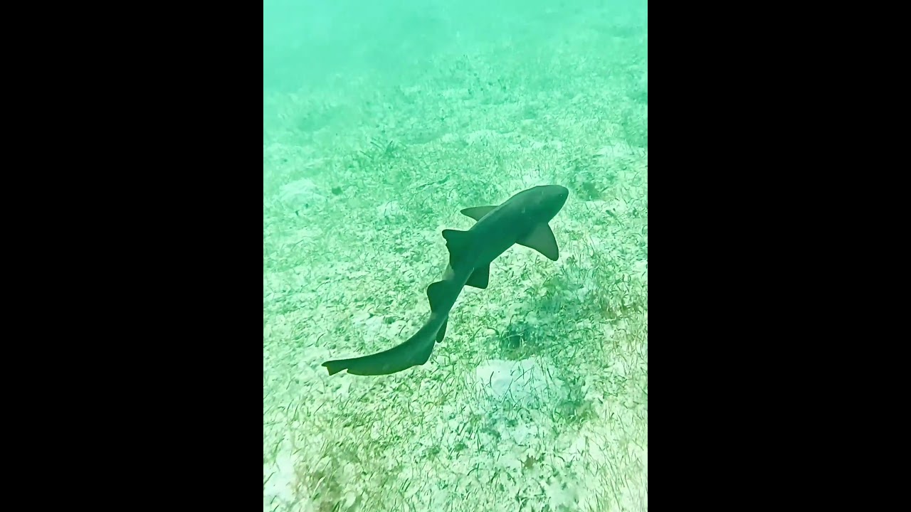 Nurse Shark, Tiburon Nodriza, in sea grass near coral reef 