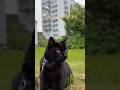 Black cat Majk на прогулке #cat