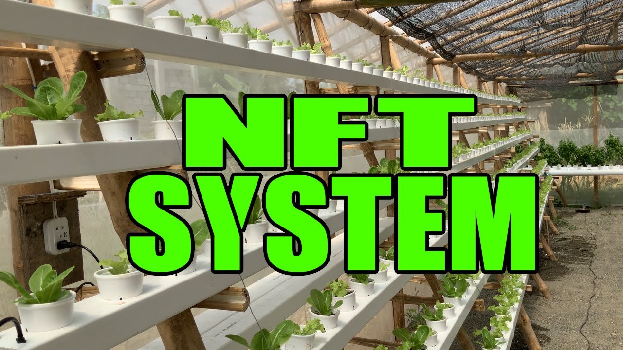 NFT SYSTEM | D&D Hydroponics