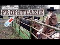 Ref:kBFxTuO0Zq4  prophylaxie des angus 2021 avec taram