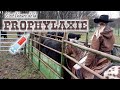 Prophylaxie des angus 2021 avec taram