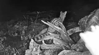 Genet Watches Lions, Will They Notices? | Ranger Insights by Explore Africa 832 views 1 year ago 1 minute, 43 seconds